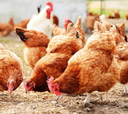 poultry farm